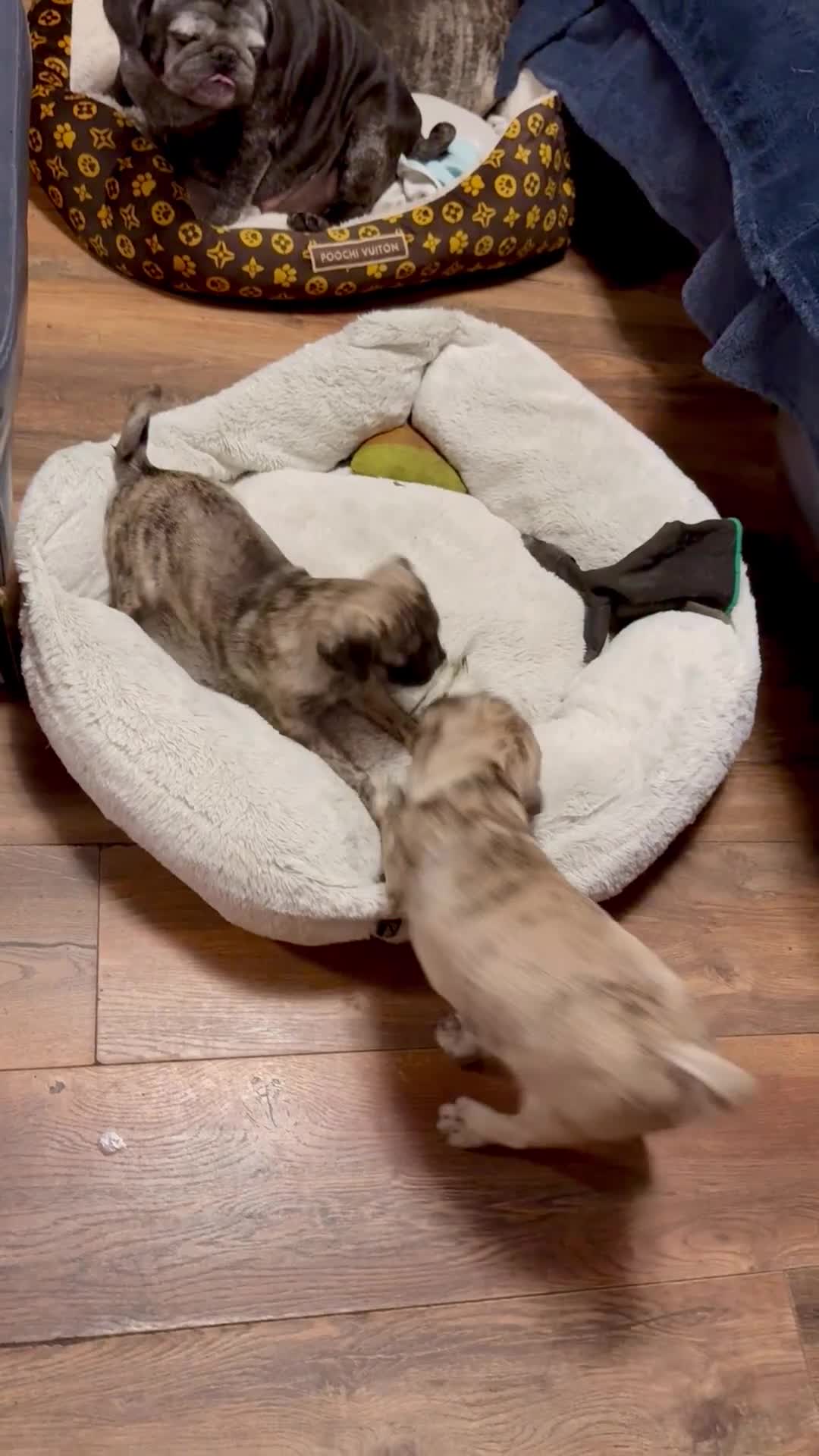 Pug dogs for sale: Adorable one of a kind. loving KCreg PUG puppies  - Video 1