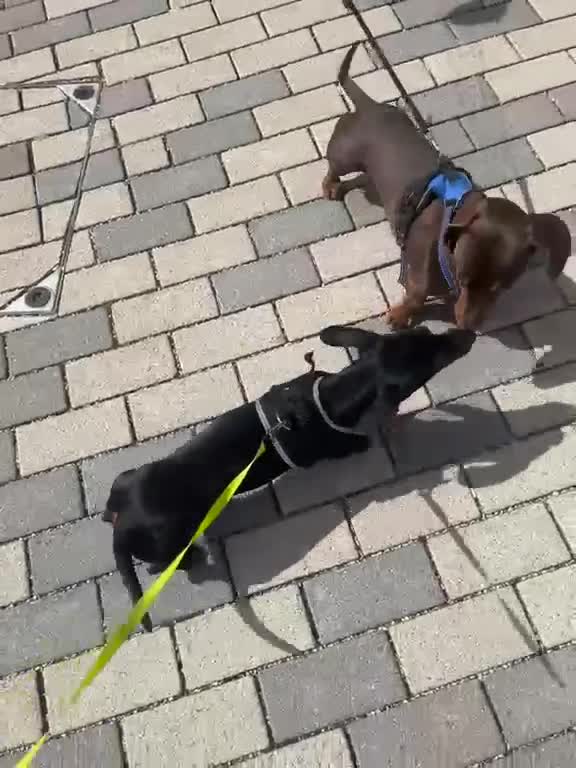 Miniature Dachshund dogs for stud: Miniature dachshund stud  - Video 1