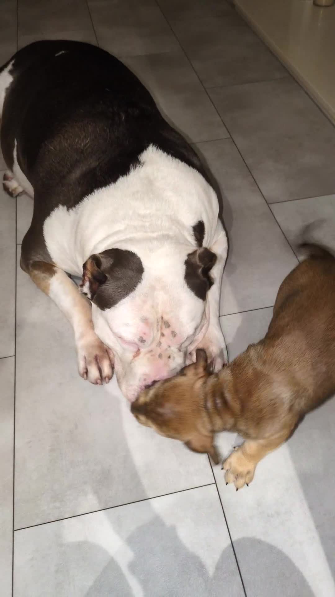 Mixed Breed dogs for sale: 2 Beautiful girl puppies  - Video 2