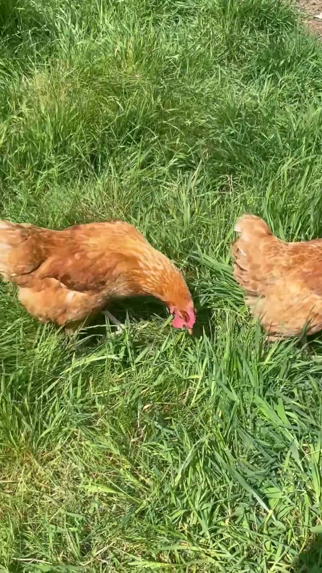 Hens poultry for sale: 3 Laying hens in Boston - Video 1