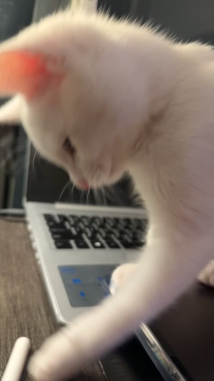 Mixed Breed cats for sale: Her name is basbosa in Newcastle upon Tyne - Video 1