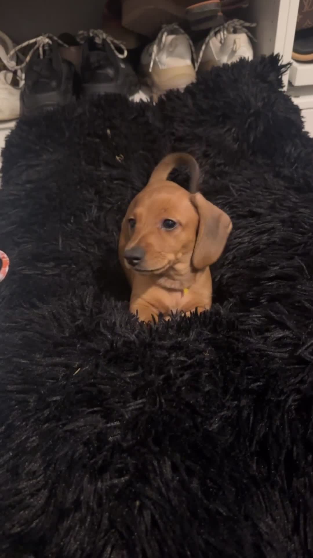 Miniature Dachshund dogs for stud: KC Registered Cream Long Haired Dachshund Stud - Video 1