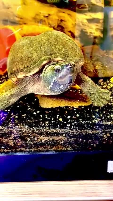 Turtle reptiles for sale: Adult Female Musk Turtle Friendly & Healthy - Video 1