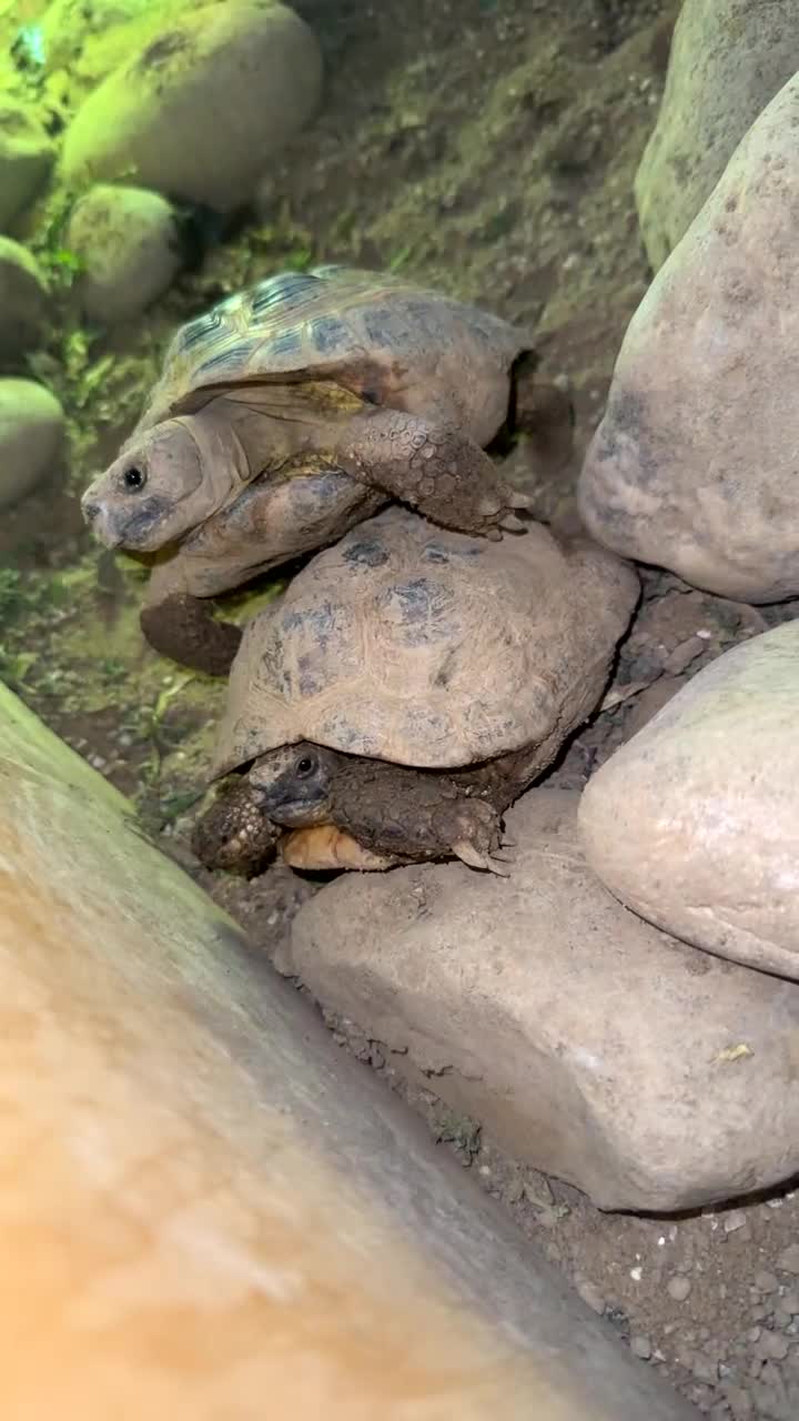 Tortoise reptiles for sale: 2 tortoises  in Sheffield - Video 2