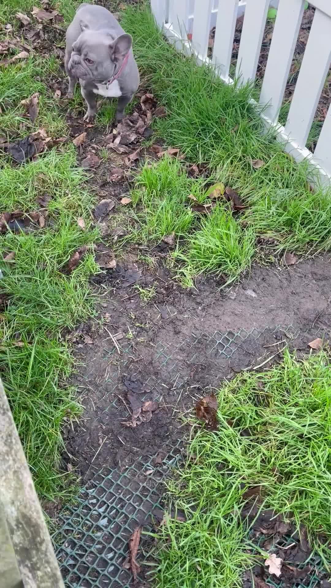 French Bulldog dogs for sale: Frenchie female - Video 2