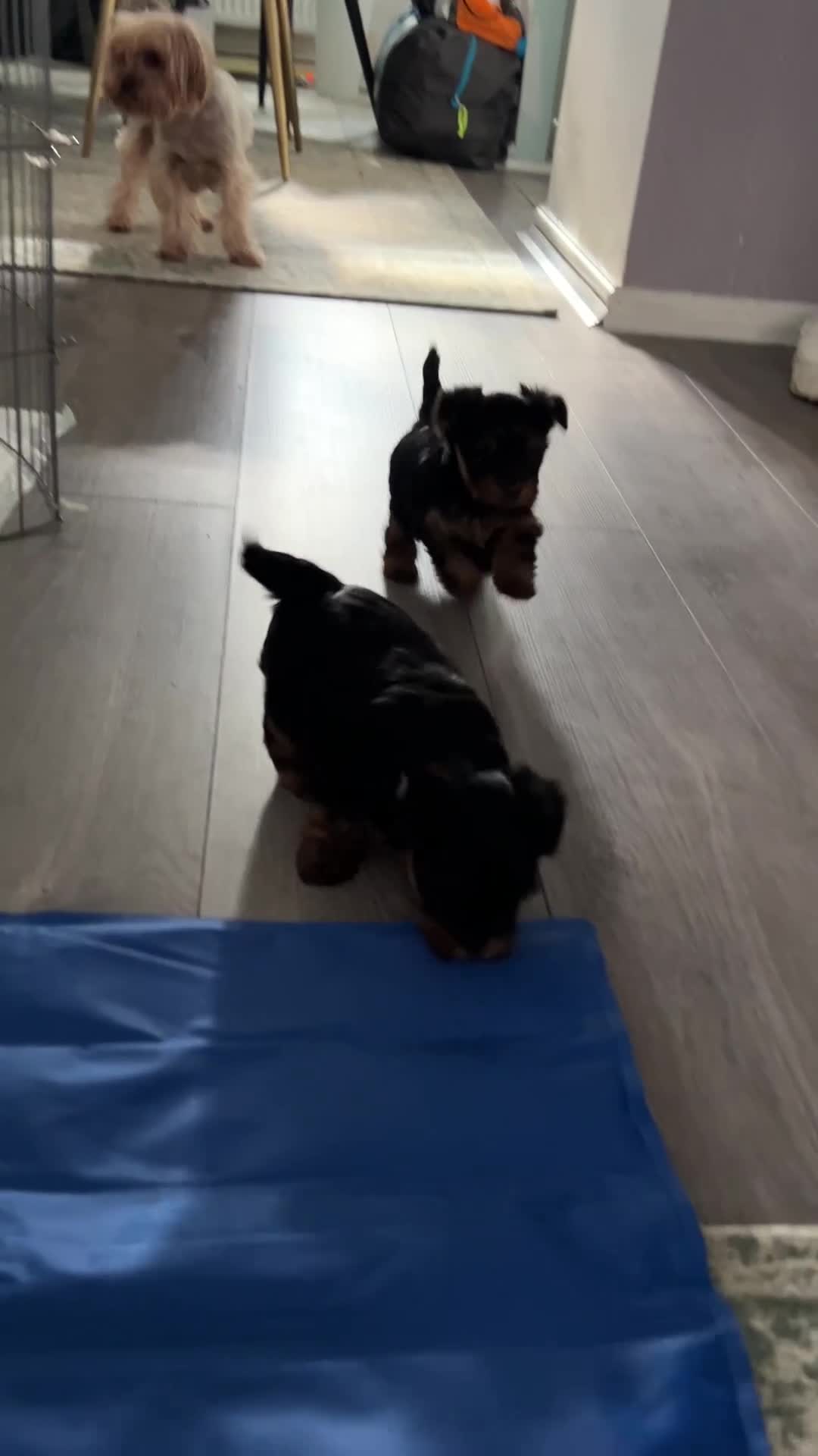 Yorkshire Terrier dogs for sale: Female Yorkshire terrier  - Video 1