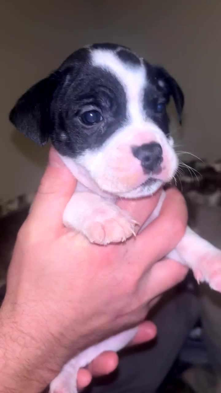 Staffordshire Bull Terrier dogs for sale: Staffordshire bull terriers  - Video 5