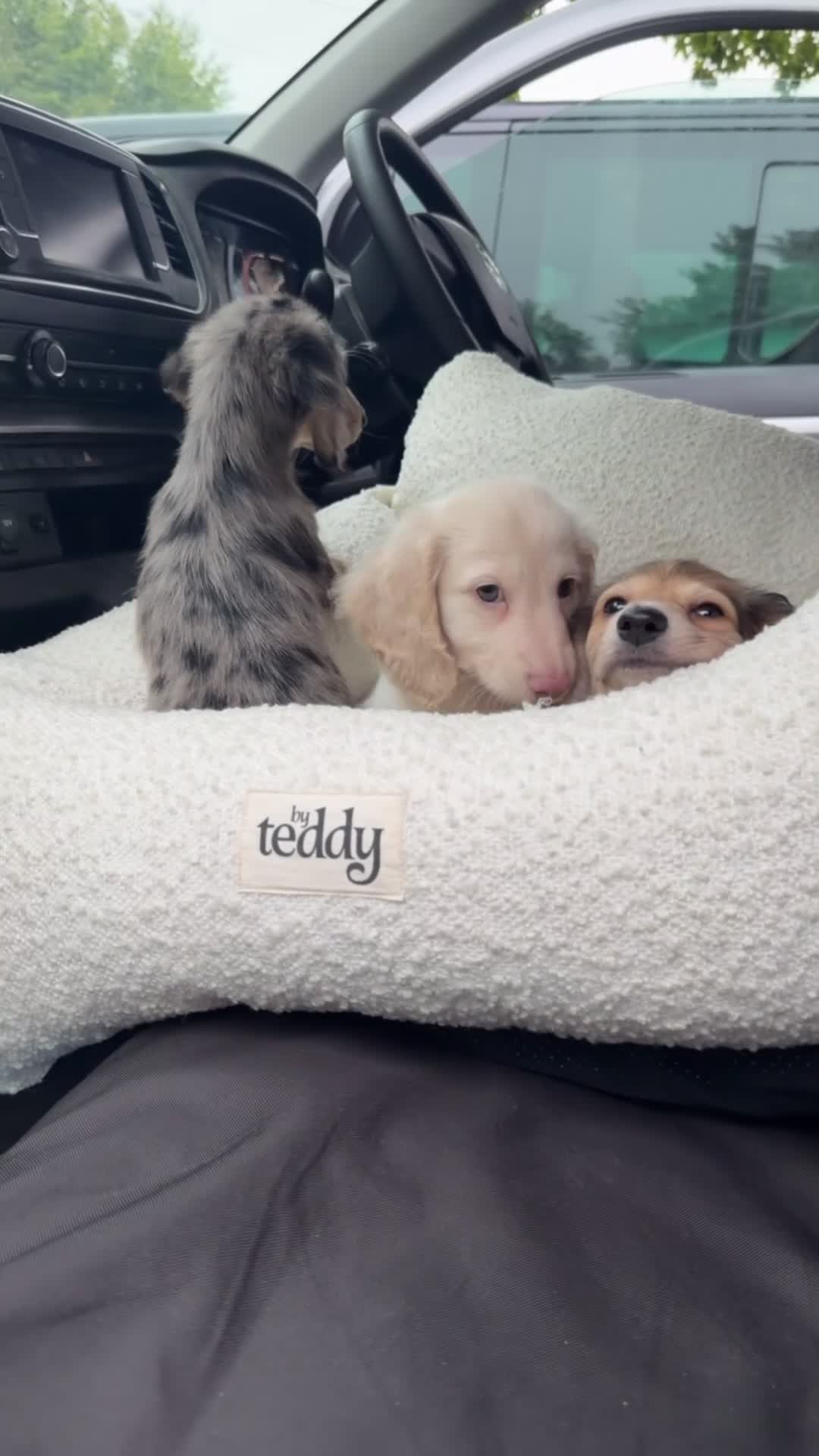 Miniature Dachshund dogs for sale: Intensity cream long hair miniature Dachshunds 🍦 - Video 1