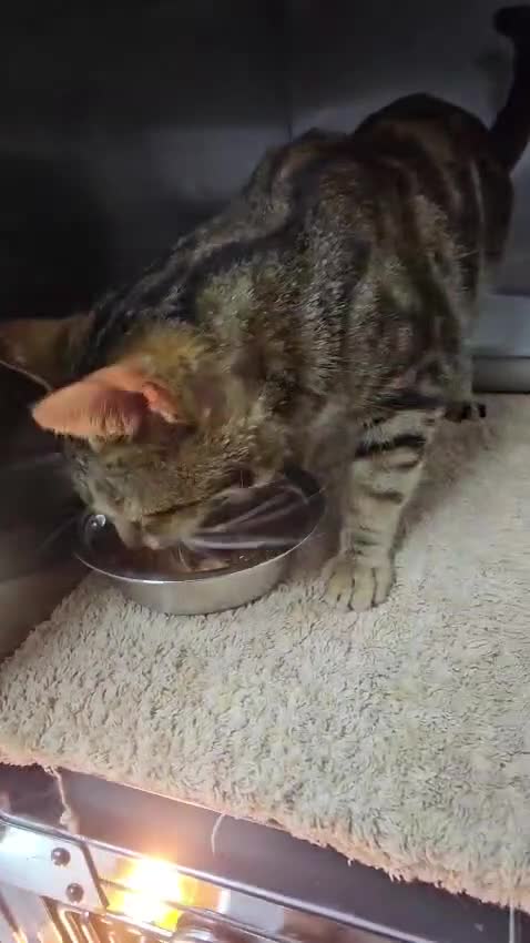 Mixed Breed cats for adoption: JIA-HEALTHY -NEUTERED- VACCINATED- MICROCHIPPED  - Video 3