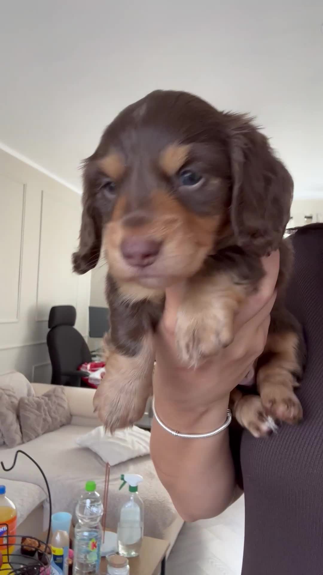 Miniature Dachshund dogs for sale: Exceptional quality long haired mini dachshunds - Video 1