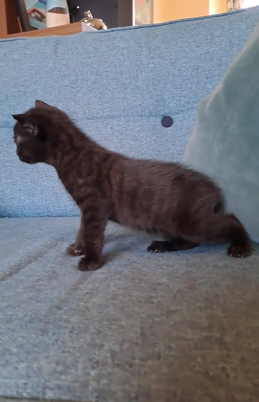 Mixed Breed cats for sale: Kittens for sale, 1 boy, 4 girls.. mixed colours - Video 2