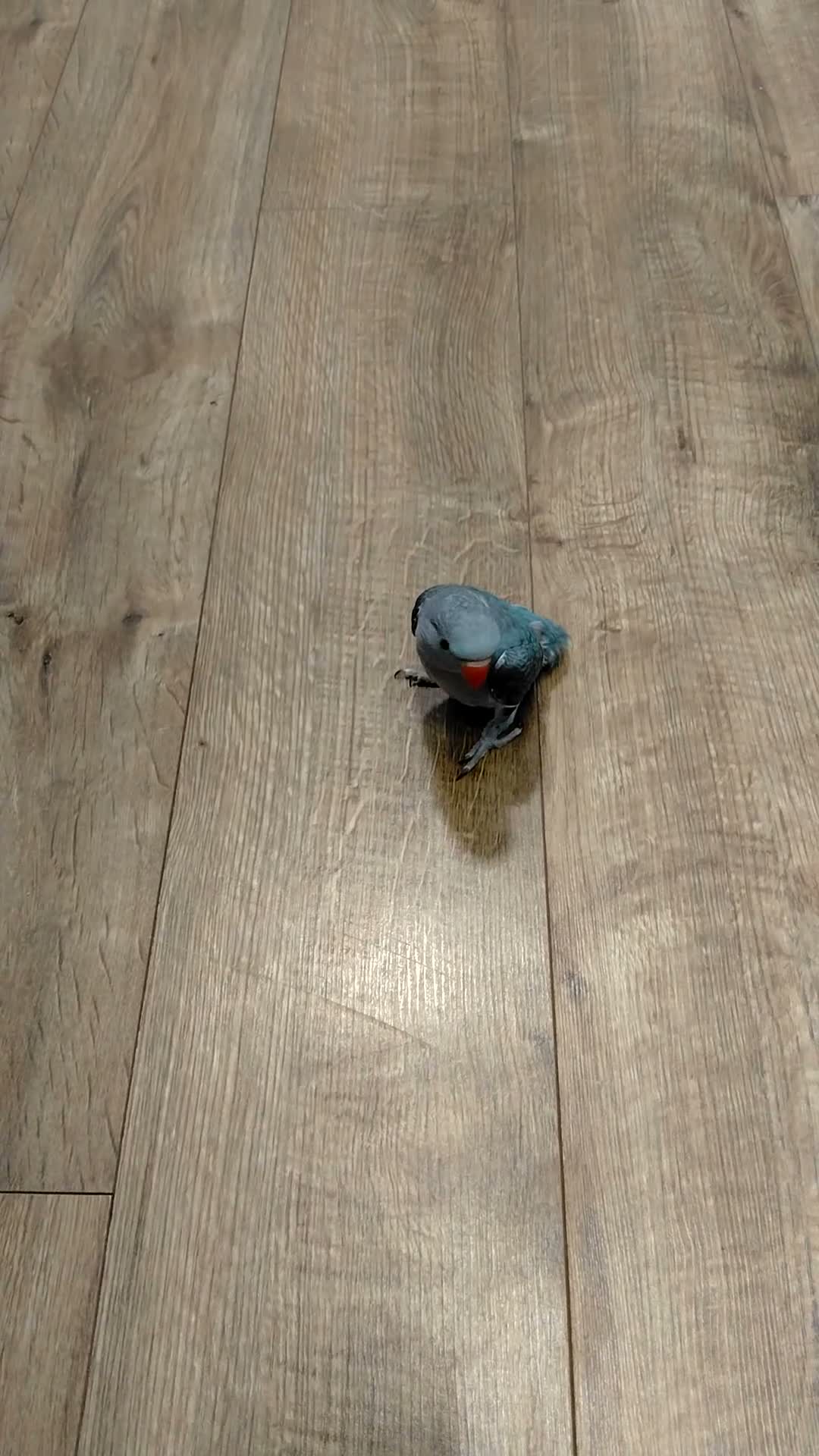 Parrots birds for sale: Indian ring neck parrot  in London - Video 1