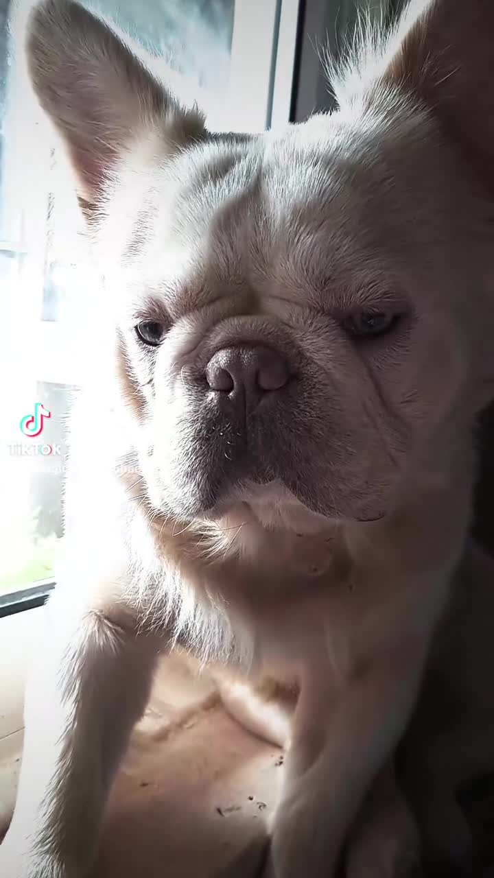 French Bulldog dogs for sale: French Bulldog, Platinum - Video 1