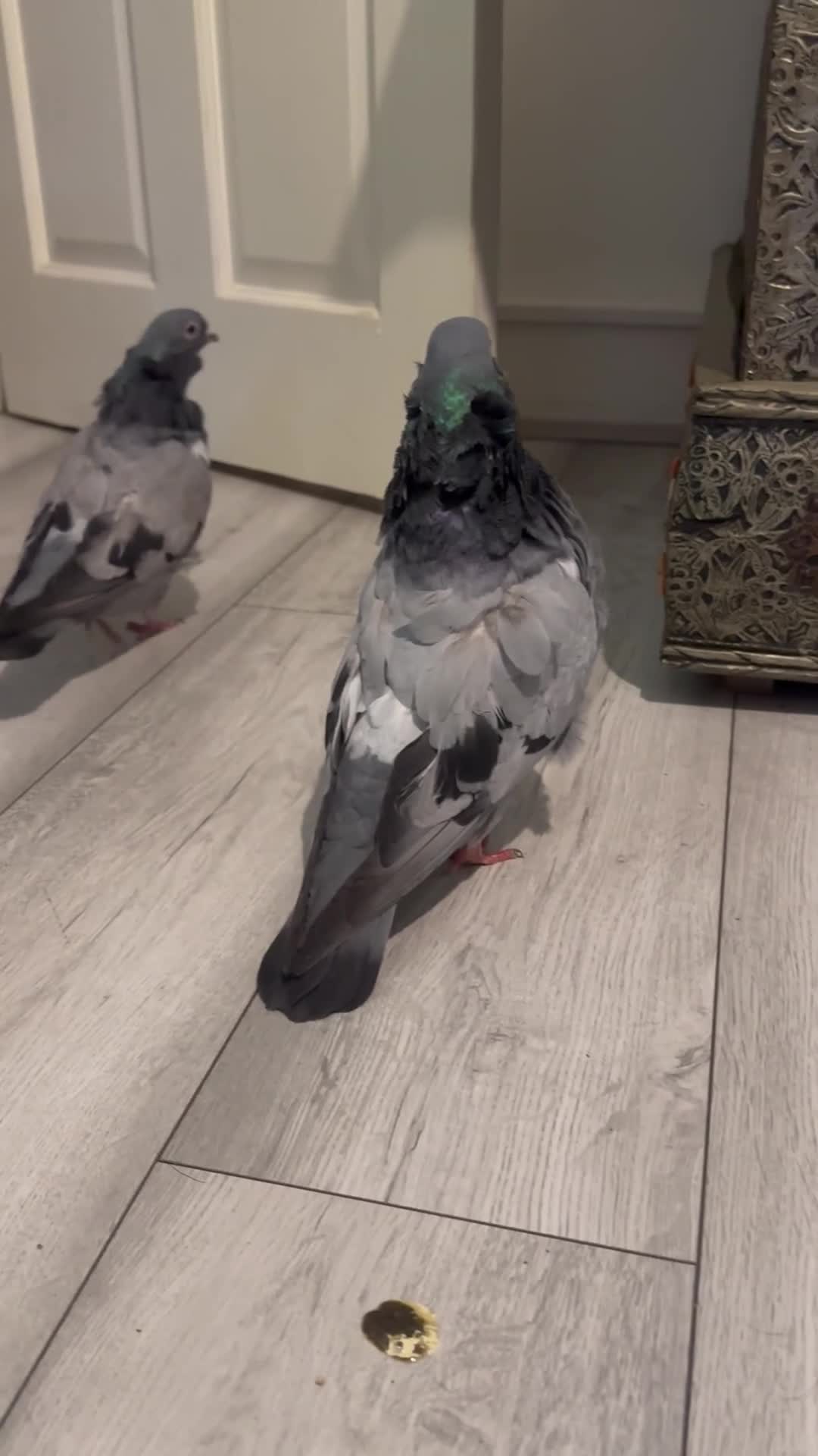 Pigeons birds for sale: Show quality Chinese owls Fancy pigeons  - Video 2