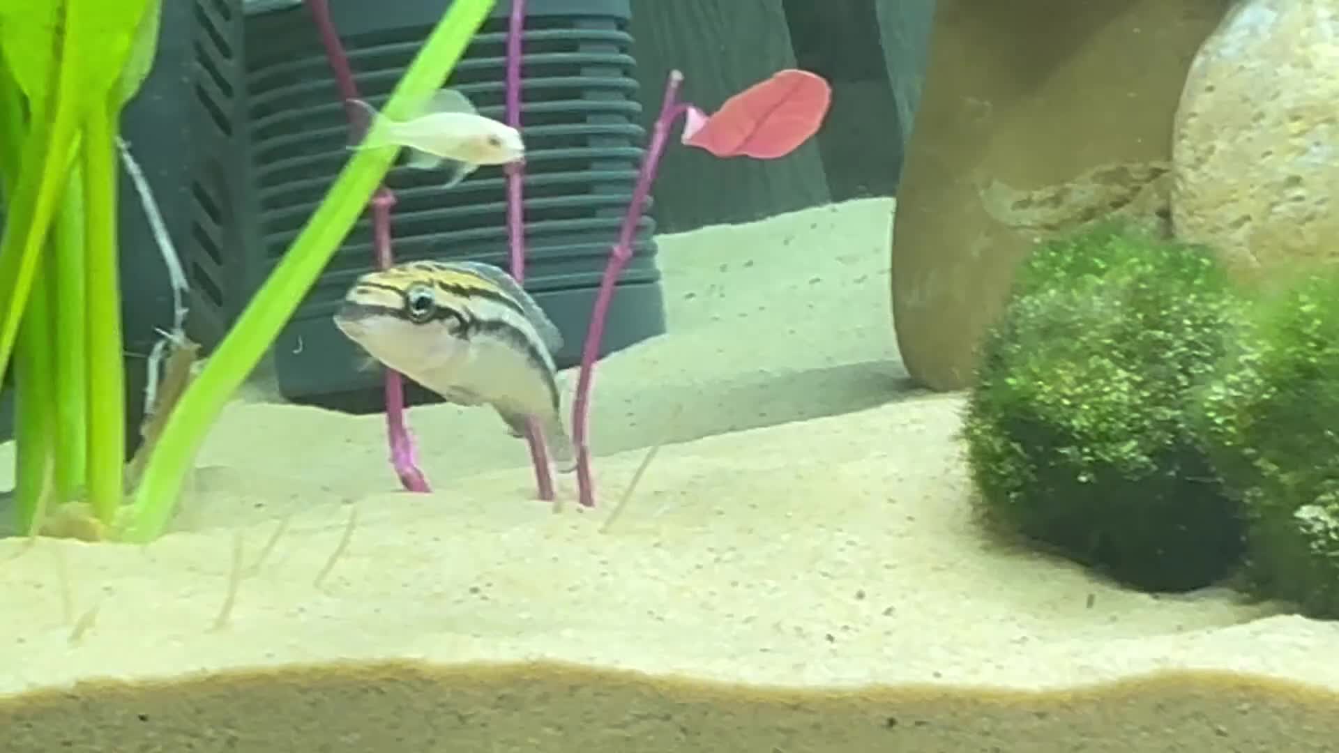 Cichlids fish for sale: Julidochromis Dickfeldi - Lake Tanganyika cichlid - Video 1