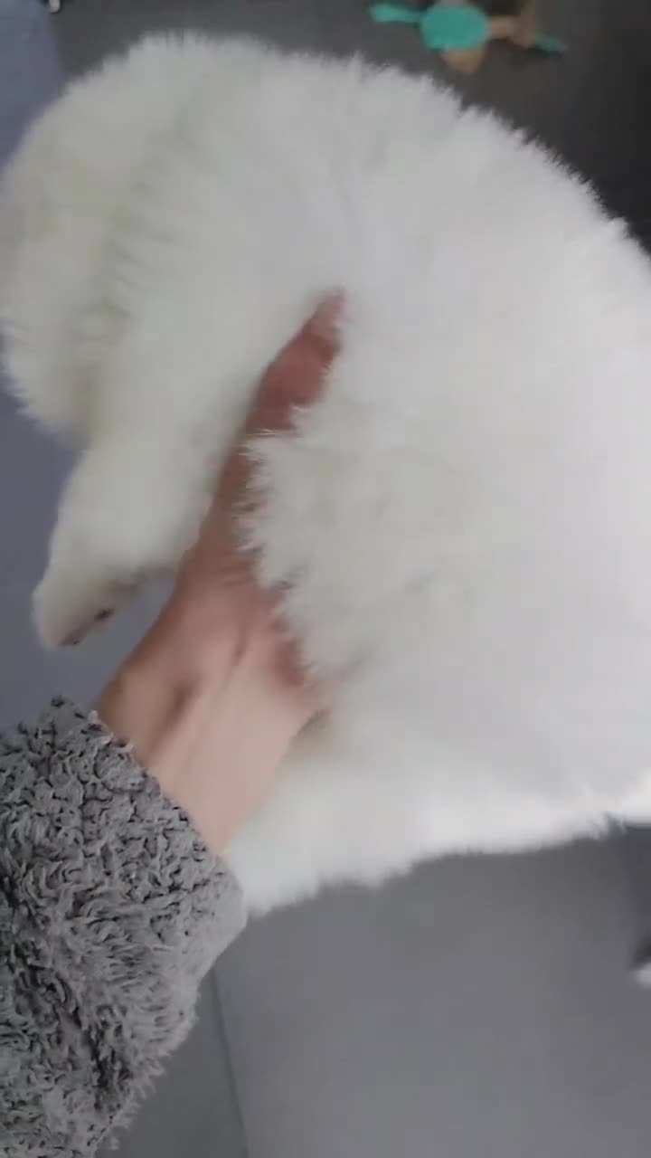 Samoyed dogs for sale: Lovely Samoyed Puppies For Sale - Video 3