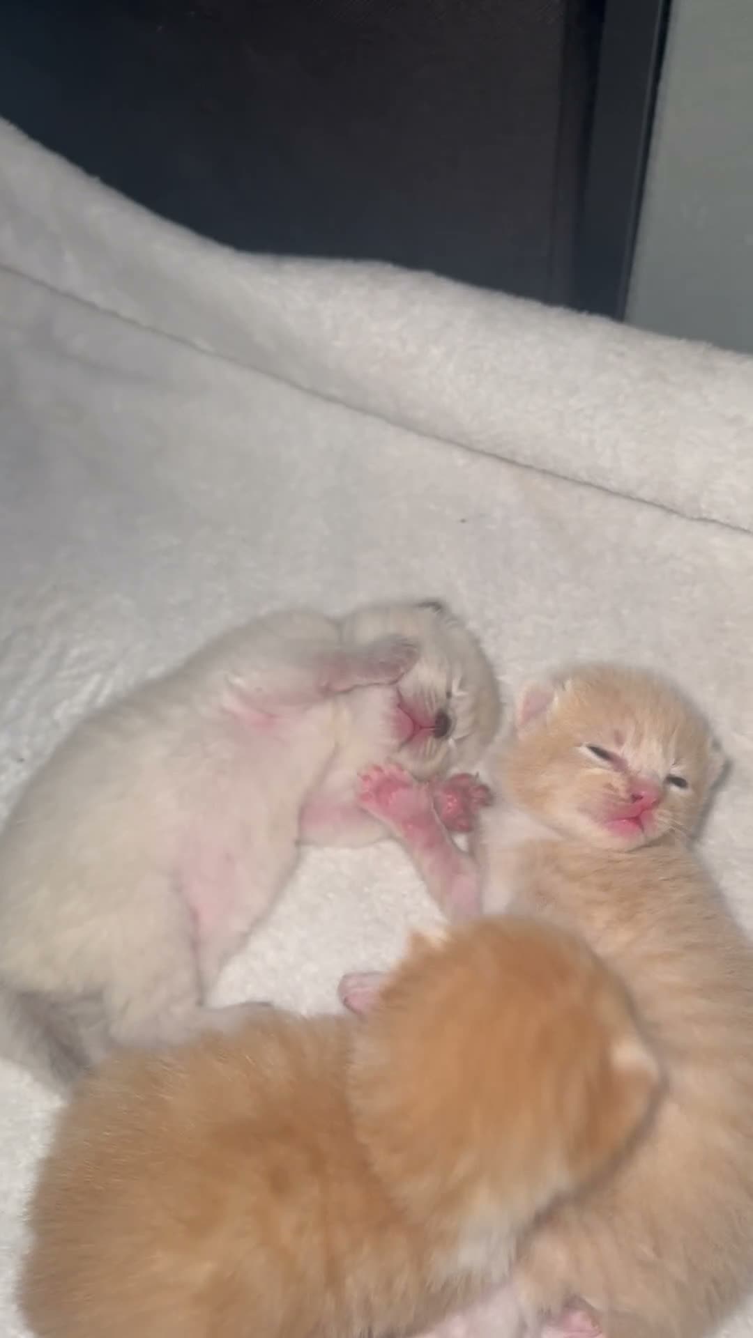 Mixed Breed cats for sale: Beautiful ginger kittens.  - Video 1