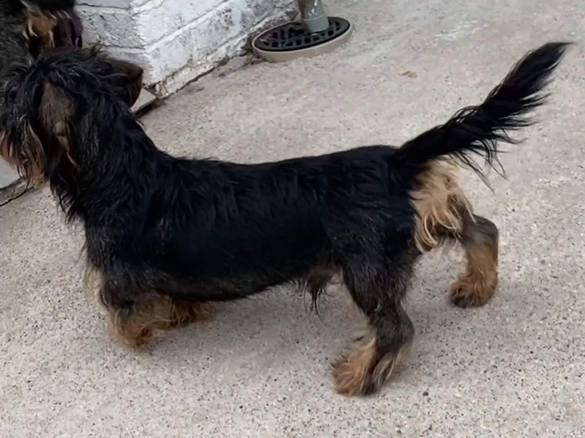 Dachshund dogs for stud: Wire hair miniature dachshund  - Video 1