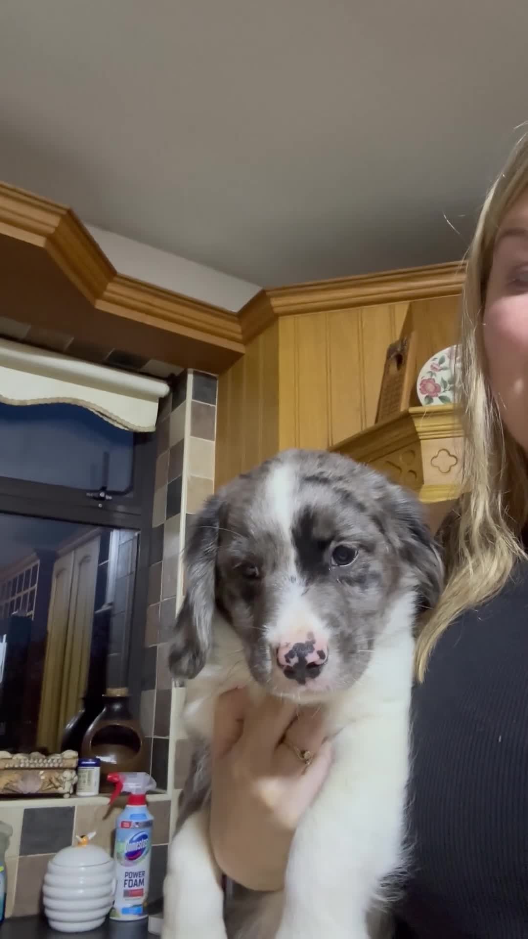 Mixed Breed dogs for sale: Border collie x cavalier King Charles spaniel pups in Armagh - Video 1