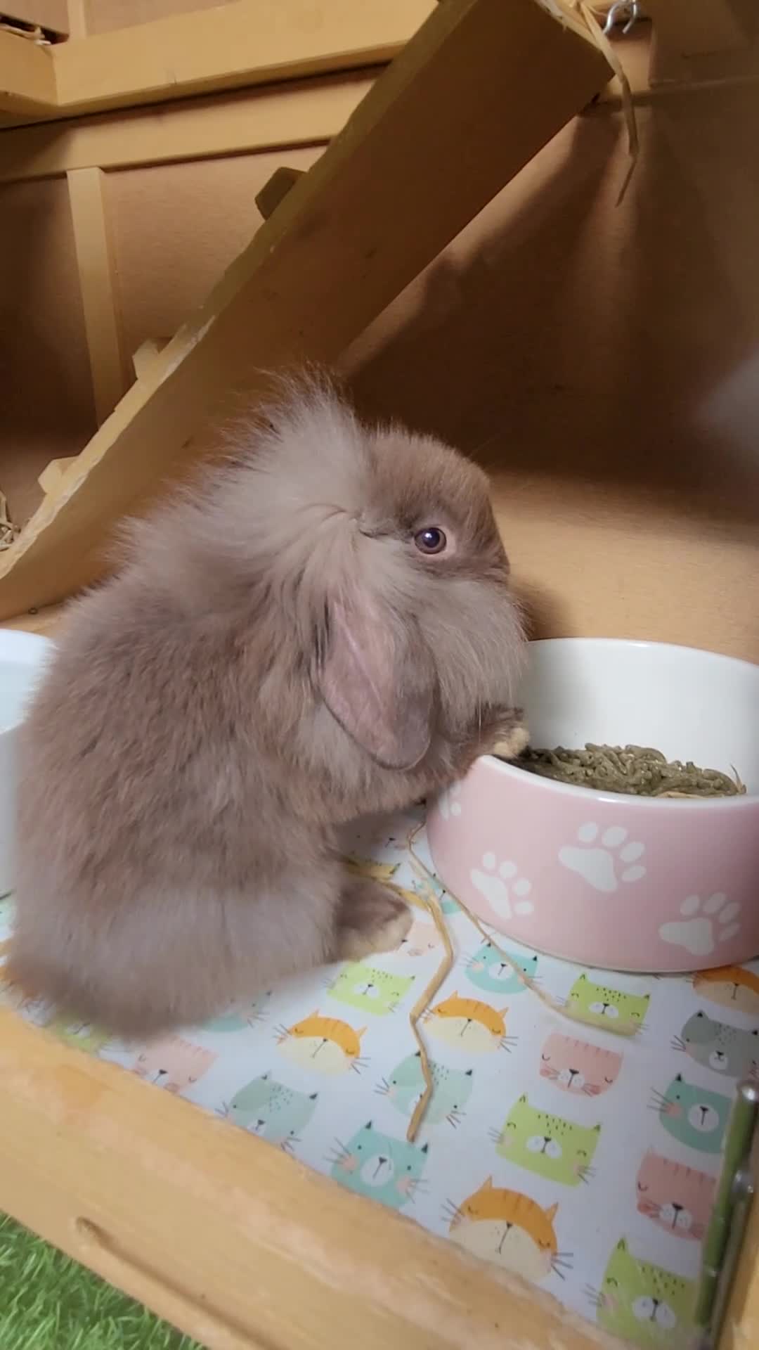 Mini Lion Lop rabbits for sale: Adorable Mini Lion Lops - READY JULY 1ST - Video 1