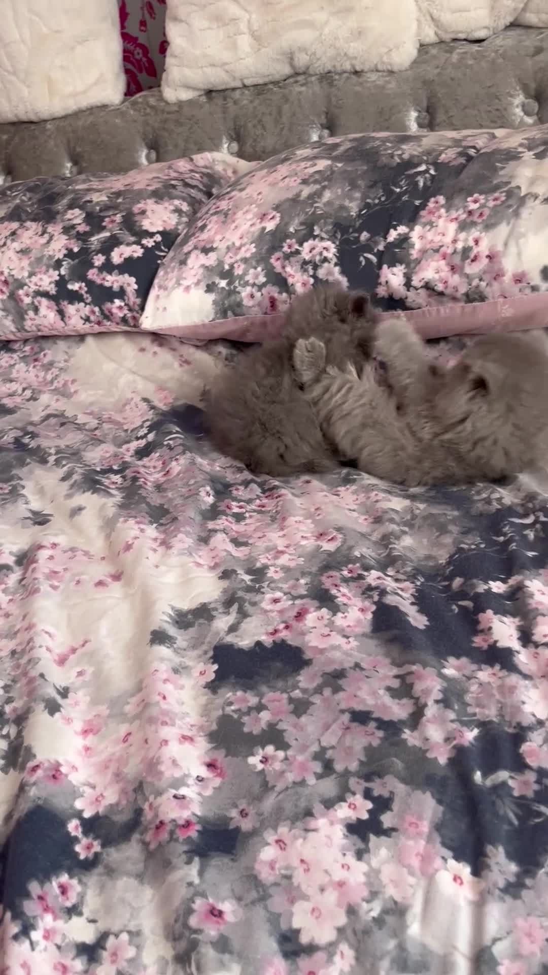British Shorthair cats for sale: 10 WEEK OLD BLUE BRITISH LONGHAIR KITTEN  - Video 2