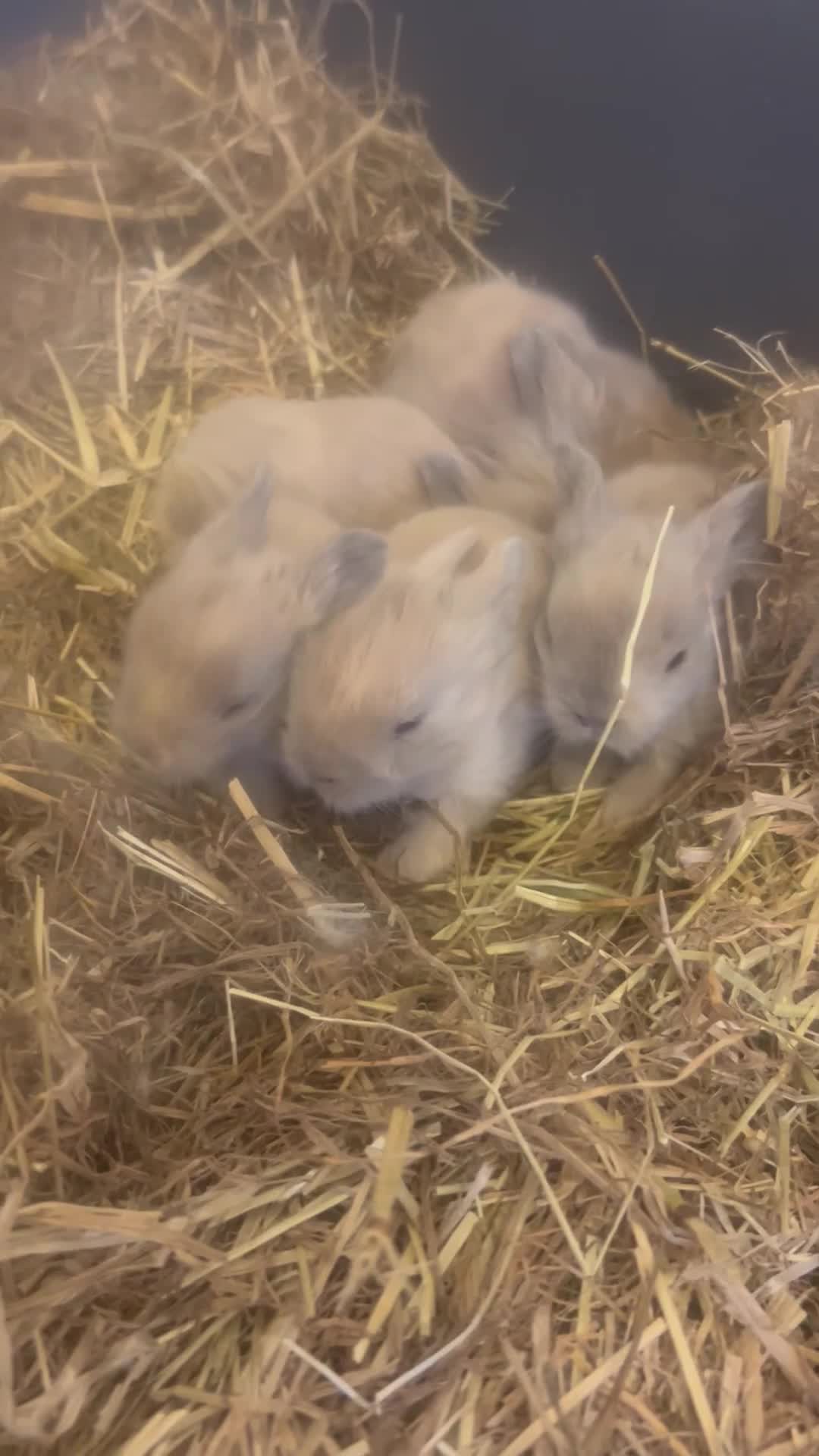 Lionhead rabbits for sale: 5 Lionhead rabbit babies  - Video 1
