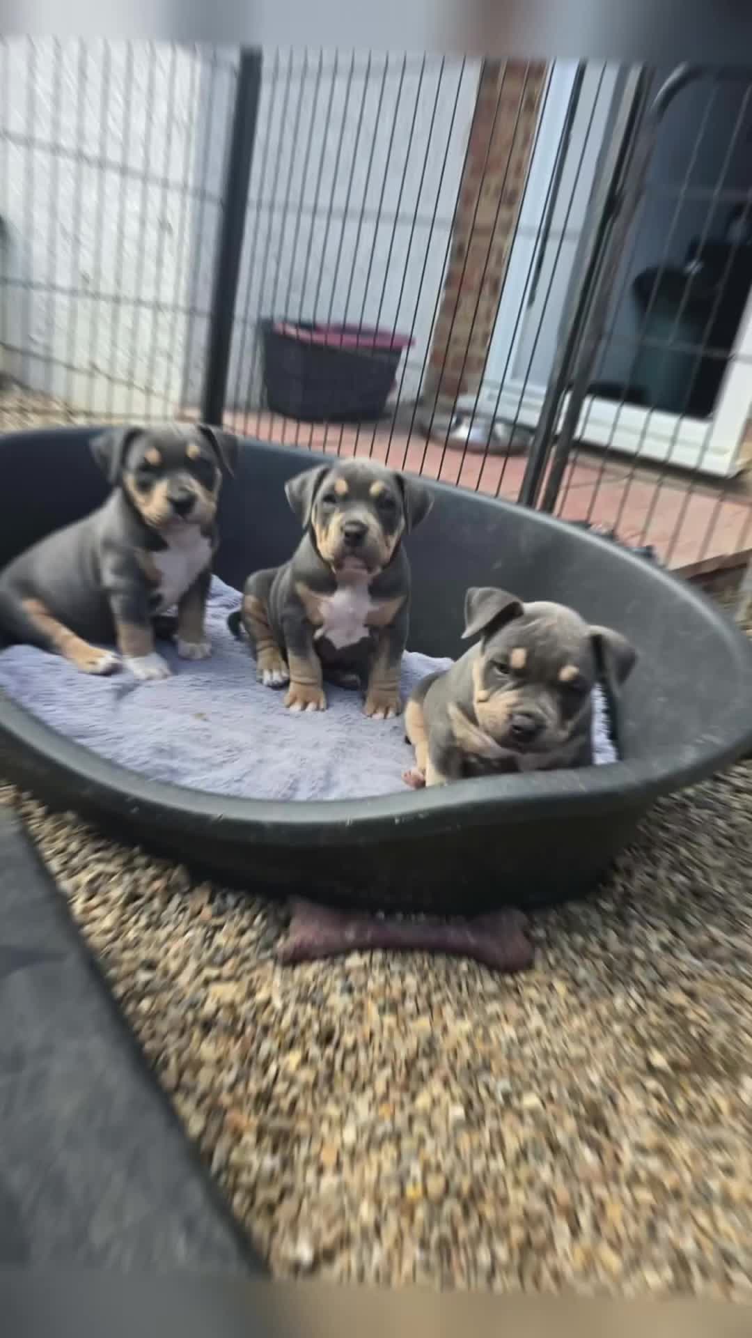 American Bully dogs for sale: 🏆🩸ABKC American pocket bully 🔥 - Video 1