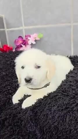 Golden Retriever dogs for sale: Beautiful golden retriever pups  - Video 2