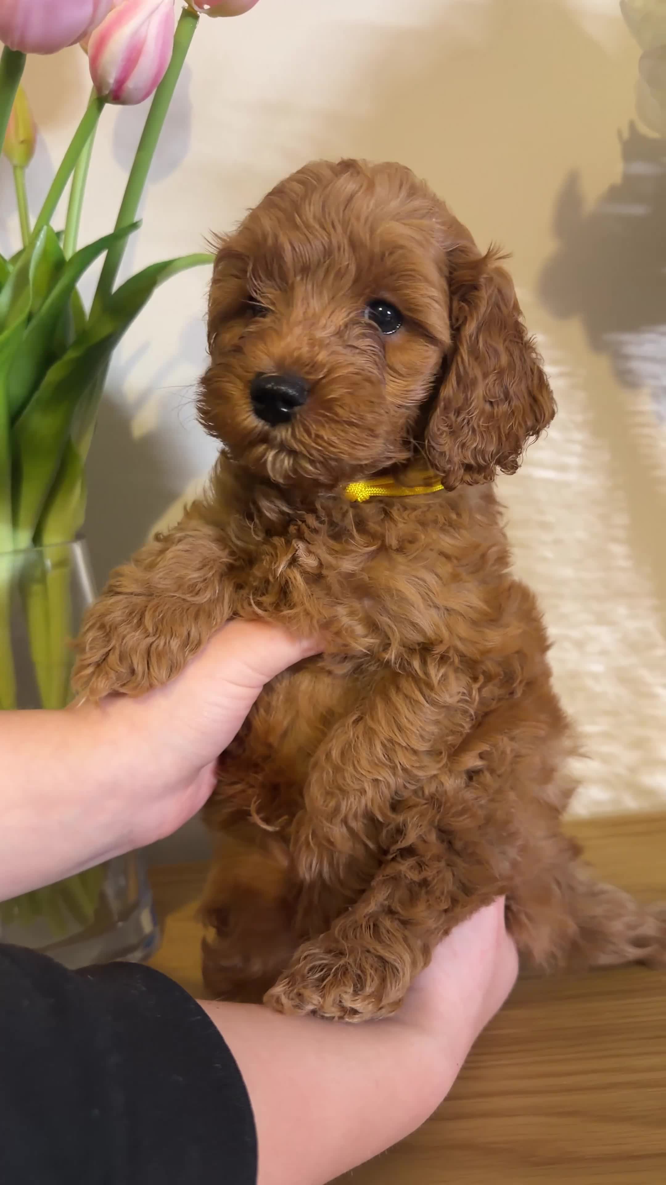 Cavapoo dogs for sale: Health Tested cavapoos- males-DNA tested parents - Video 2