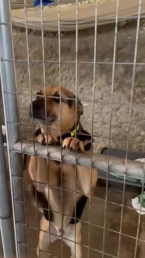 Mixed Breed dogs for adoption: A Life of Abuse please Help ! in Hengoed - Video 4