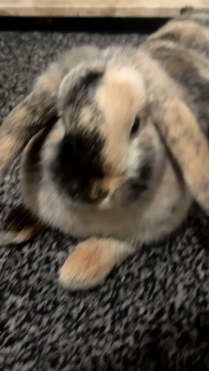 Mixed Breed rabbits for sale: 2 Female Bonded Rabbits Freeroamed. in Rochdale - Video 2
