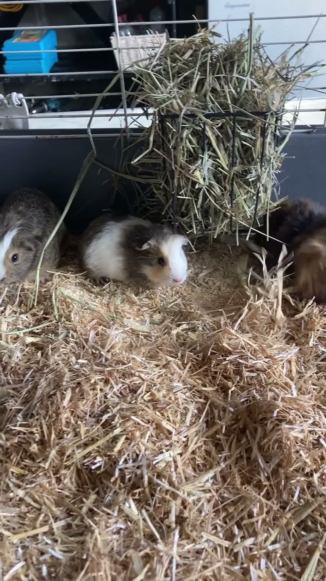 Guinea Pig rodents for sale: Gorgeous Guinea Pigs - Video 1
