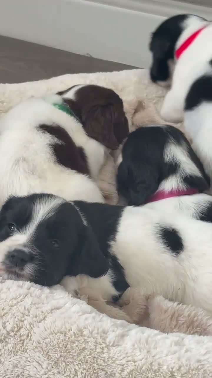Sprocker dogs for sale: Sprocker spaniels  in Caernarfon - Video 2