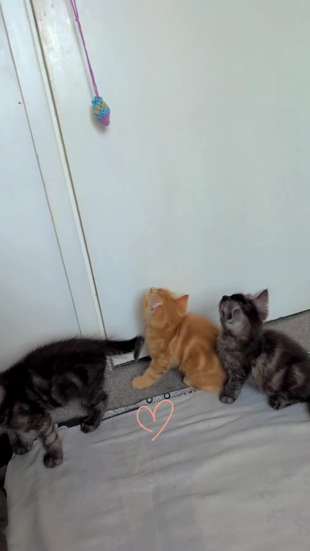 Persian cats for sale: Beautiful mixed Persian kitten 🐾 - Video 3