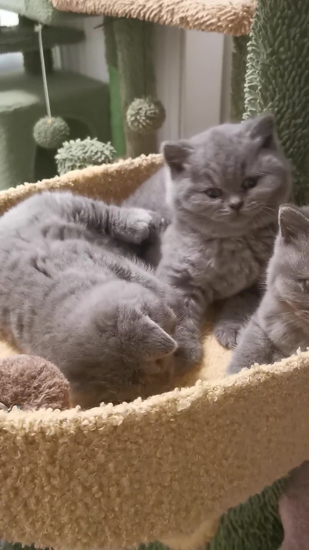 British Shorthair cats for sale: BSH🇬🇧👑🇬🇧💙British Shorthair girl😻💙 Gccf  - Video 1