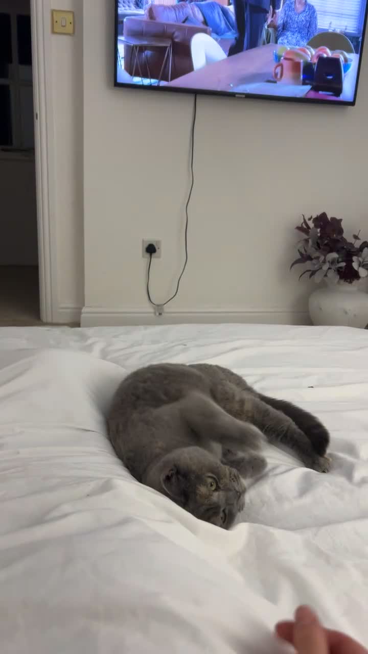 British Shorthair cats for sale: GCCF Registered Blue tortie British shorthair  - Video 1