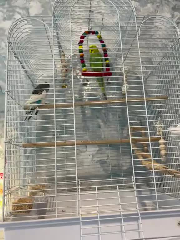 Budgerigars birds for sale: Comes as a pair  - Video 1