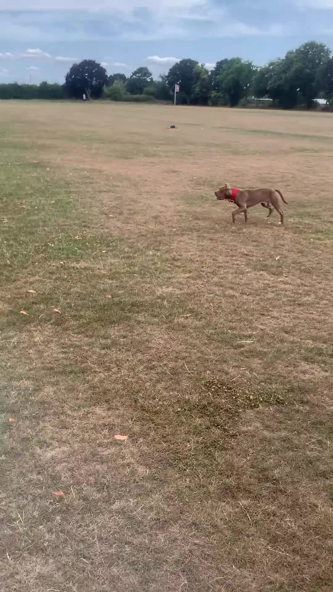 Mixed Breed dogs for sale: 8 month old pup for rehome.  - Video 2