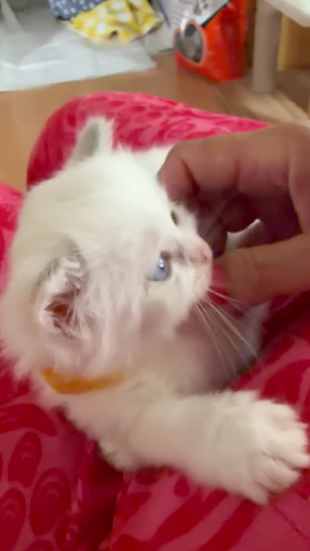 Ragdoll cats for sale: GCCF Registered Ragdoll Kittens - Video 3