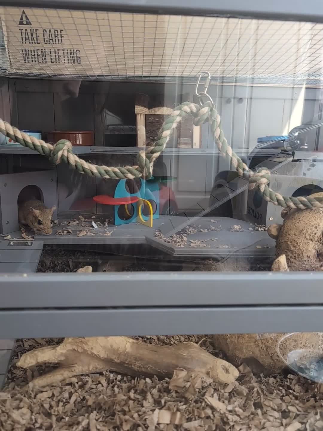 Gerbil rodents for sale: Persian jirds for sale in Beverley - Video 1