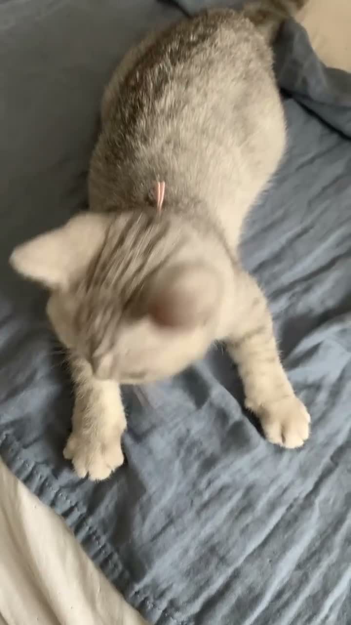 British Shorthair cats for sale: Beautiful British Shorthair Babies 🤍 - Video 4