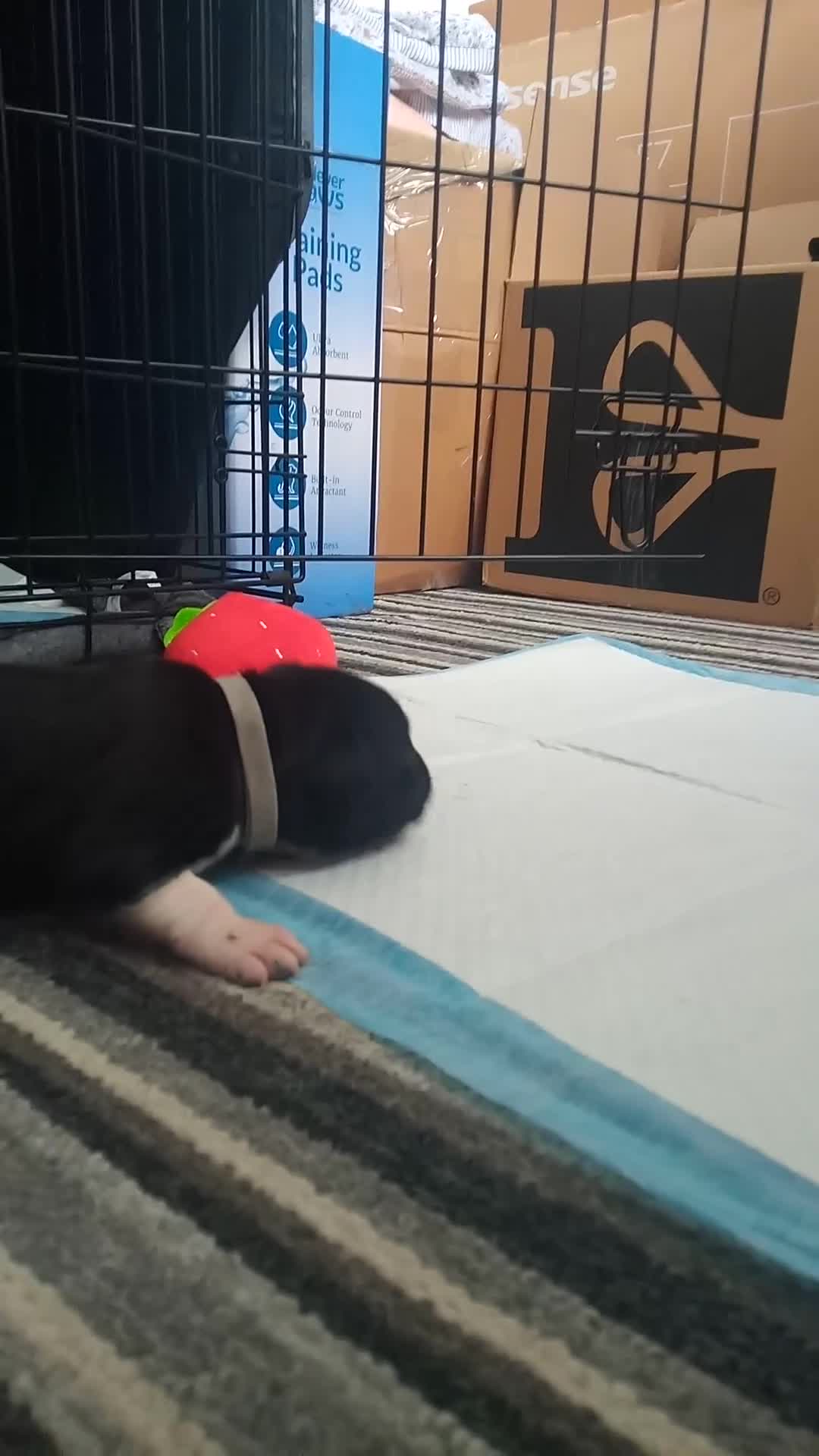 Staffordshire Bull Terrier dogs for sale: Champion lines Staffordshire Bull terrier puppies - Video 2