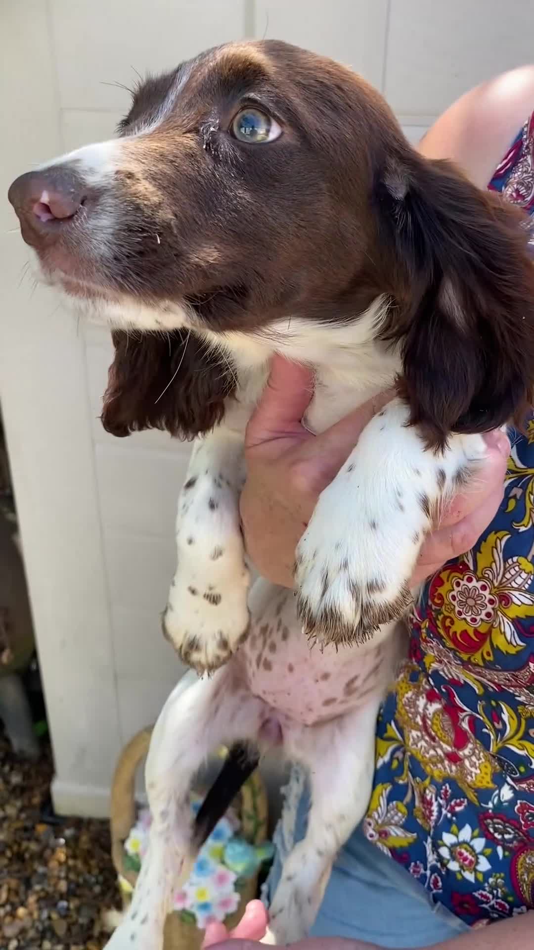 Sprocker dogs for sale: Beautiful sprocker spanials  - Video 2