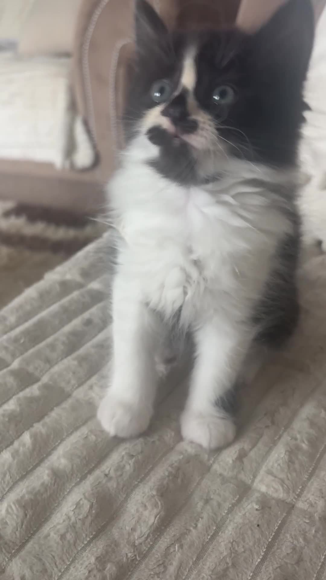 Persian cats for sale: Beautiful 1/4 Persian kittens - Video 1