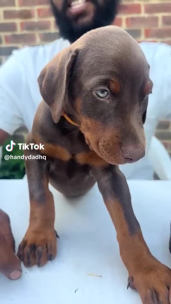 Dobermann dogs for sale: ❤️ Exceptional Family-Raised Doberman Puppies ❤️ - Video 2