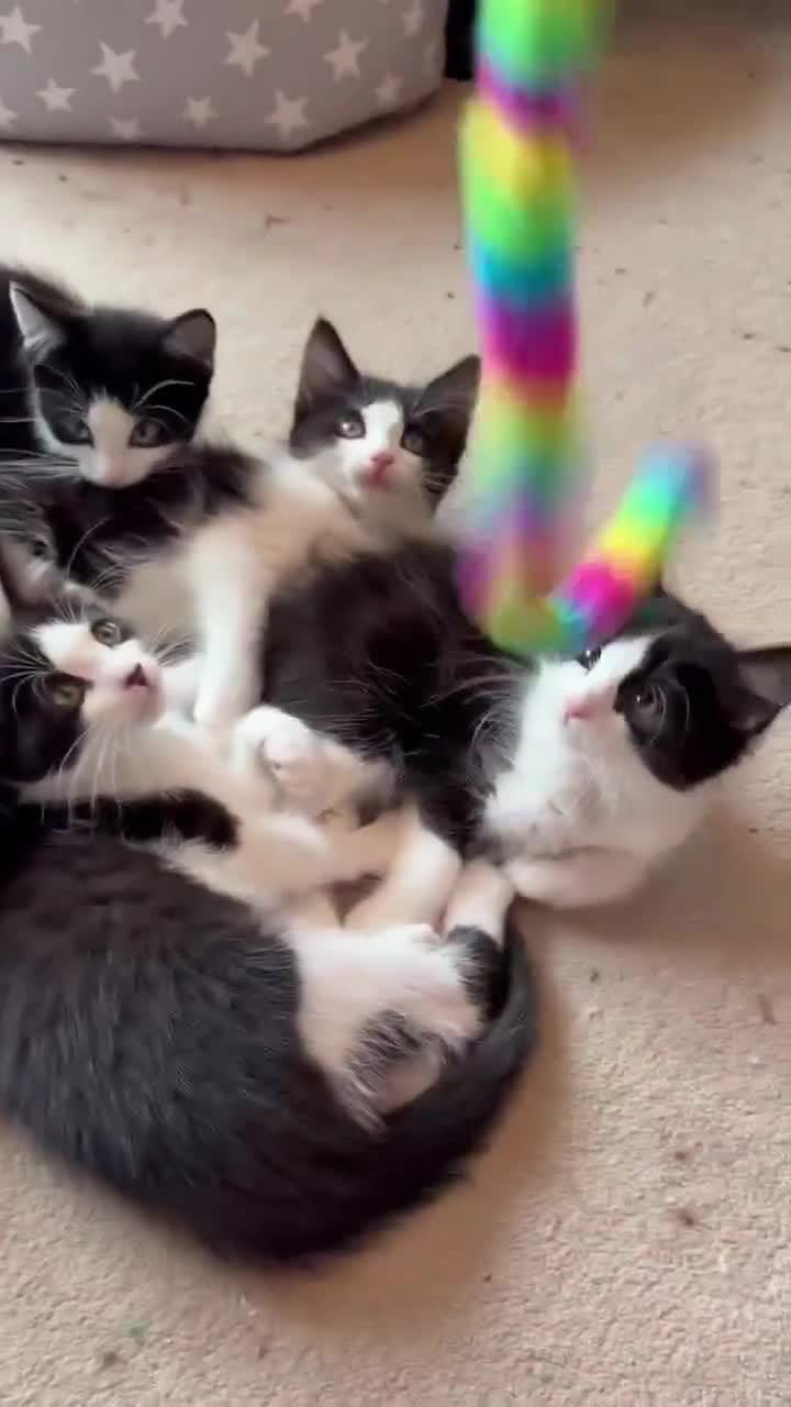 Domestic Shorthair cats for sale: Gorgeous Fluffy Black & White Kittens - READY NOW! - Video 1