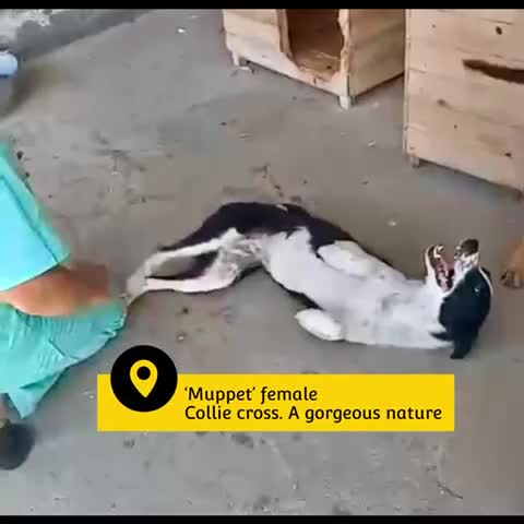 Mixed Breed dogs for adoption: Muppet, 18 months. Available for adoption. - Video 1