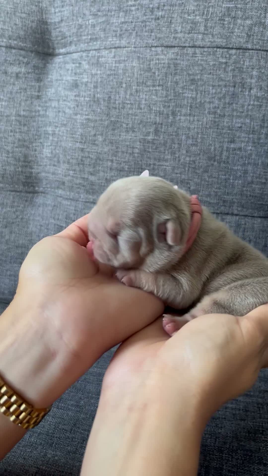 French Bulldog dogs for sale: French bulldog puppies  in Chelmsford - Video 3