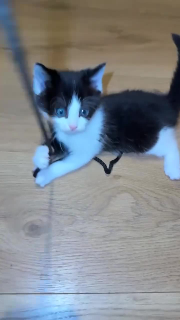 Domestic Shorthair cats for sale: Two kittens available for forever homes.  in Hereford - Video 1