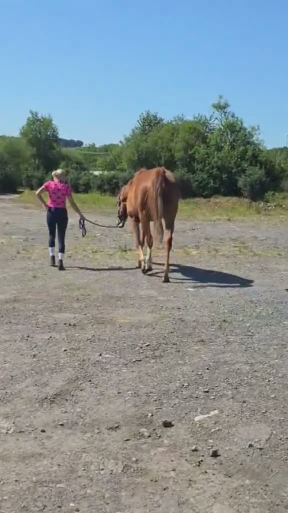 English Thoroughbred horses for sale: Tango mango 🥭  - Video 1
